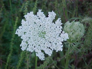 Queen Ann's Lace