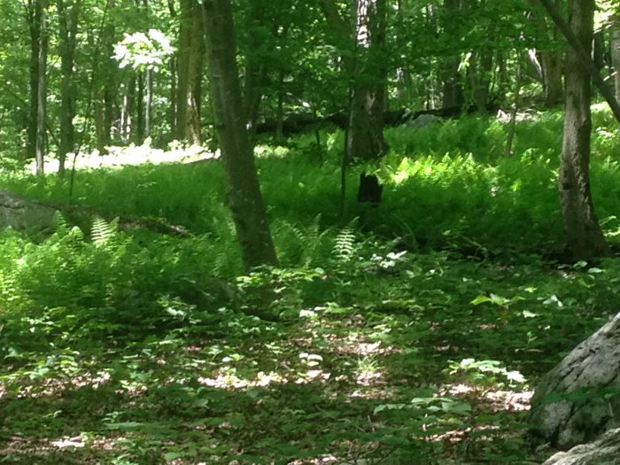 NOT a bear. Phew!