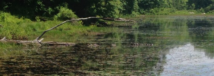 There are at least 13 turtles sunning themselves in this photo. I wish I could have gotten a closer shot.