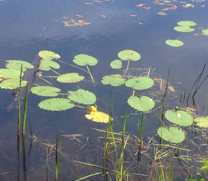 A water lily about to bloom. Soon this pond will look like a Monet painting.